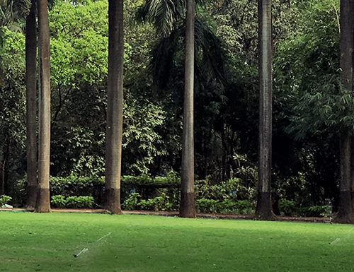 Lush Green Garden