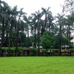 Lush Green Garden