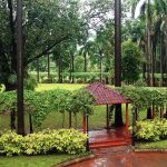 Walking Park Surrounded by Trees