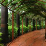 Walking Park Surrounded by Plants